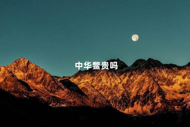 中华鳖贵吗，中华鳖贵不贵