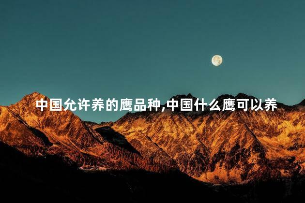 中国允许养的鹰品种,中国什么鹰可以养