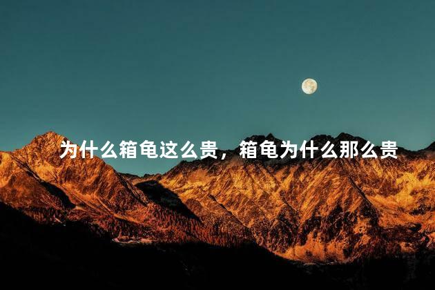 为什么箱龟这么贵，箱龟为什么那么贵