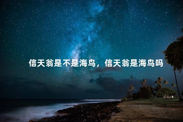 信天翁是不是海鸟，信天翁是海鸟吗