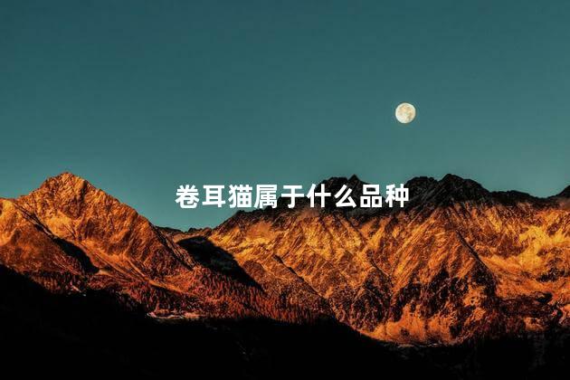 卷耳猫属于什么品种，卷耳猫是什么品种