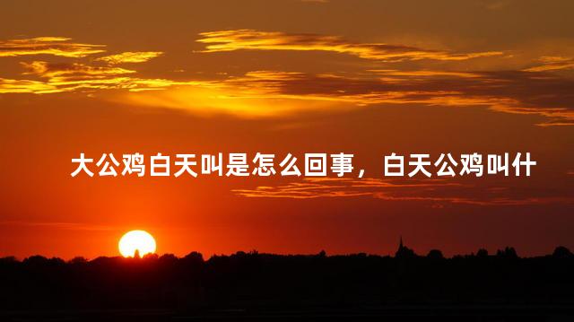 大公鸡白天叫是怎么回事，白天公鸡叫什么意思