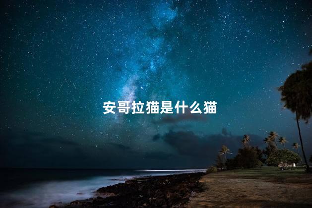 安哥拉猫是什么猫，安哥拉猫值钱吗