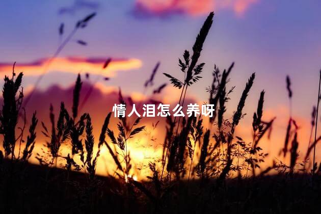 情人泪怎么养呀，情人泪如何养殖