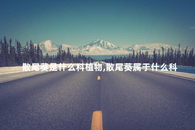 散尾葵是什么科植物,散尾葵属于什么科