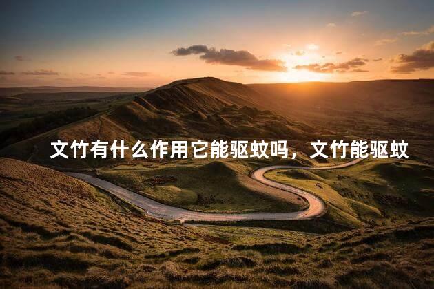 文竹有什么作用它能驱蚊吗，文竹能驱蚊的主要原因