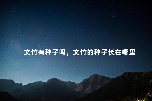 文竹有种子吗，文竹的种子长在哪里