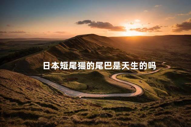 日本短尾猫的尾巴是天生的吗，日本短尾猫是天生短巴的吗