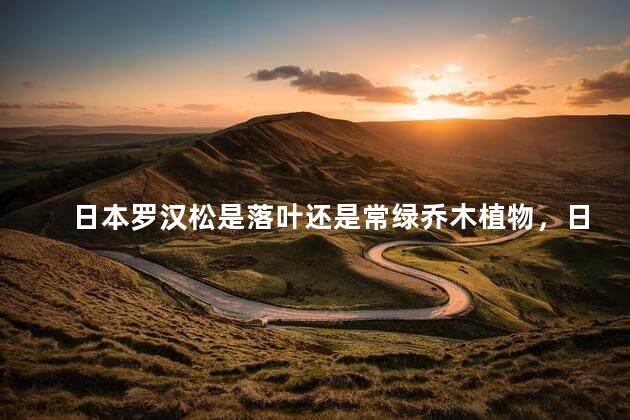 日本罗汉松是落叶还是常绿乔木植物，日本罗汉松是常绿乔木植物吗