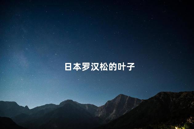 日本罗汉松的叶子，日本罗汉松的叶子长什么样