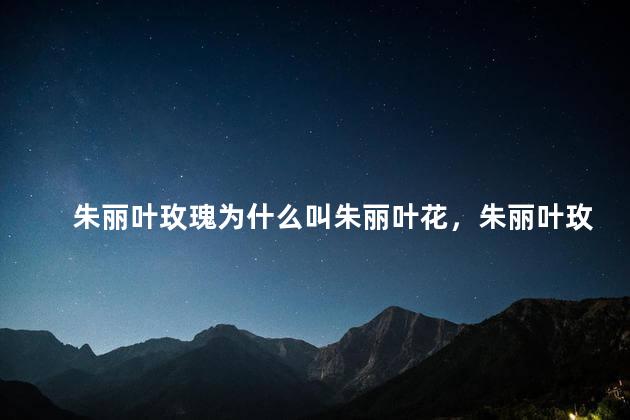 朱丽叶玫瑰为什么叫朱丽叶花，朱丽叶玫瑰名字的由来