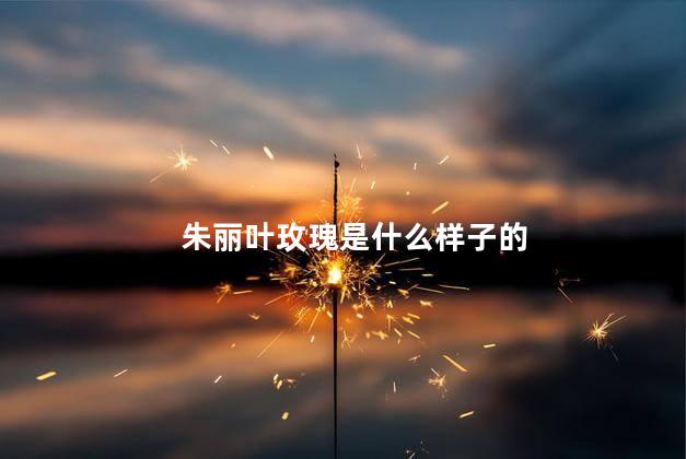 朱丽叶玫瑰是什么样子的，朱丽叶玫瑰长什么样
