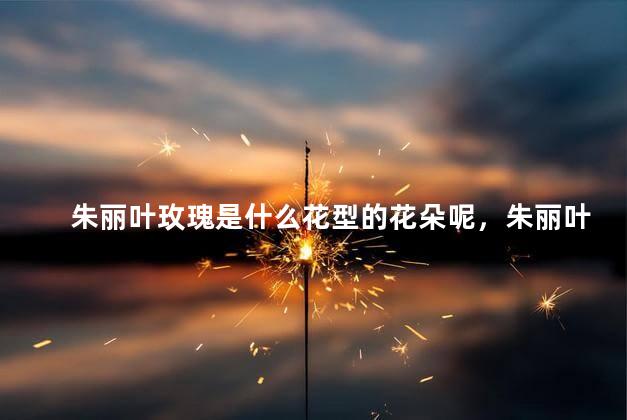 朱丽叶玫瑰是什么花型的花朵呢，朱丽叶玫瑰是什么花型
