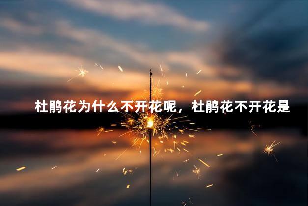 杜鹃花为什么不开花呢，杜鹃花不开花是怎么回事