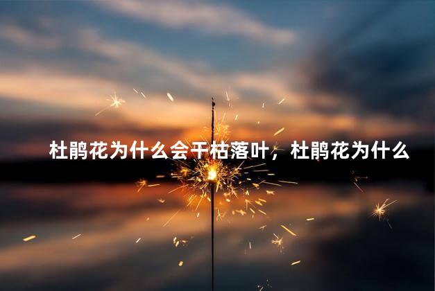 杜鹃花为什么会干枯落叶，杜鹃花为什么会干枯落叶的原因