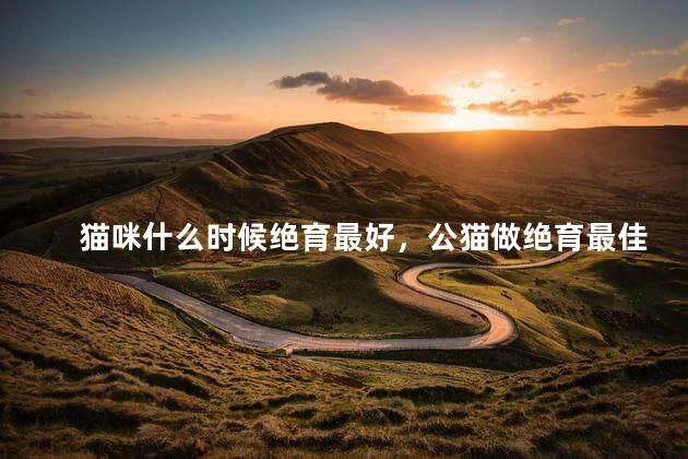 猫咪什么时候绝育最好，公猫做绝育最佳时期