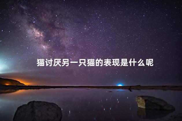 猫讨厌另一只猫的表现是什么呢，两只猫互相排斥有什么表现