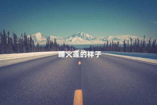 睡火莲的样子，睡火莲长什么样子