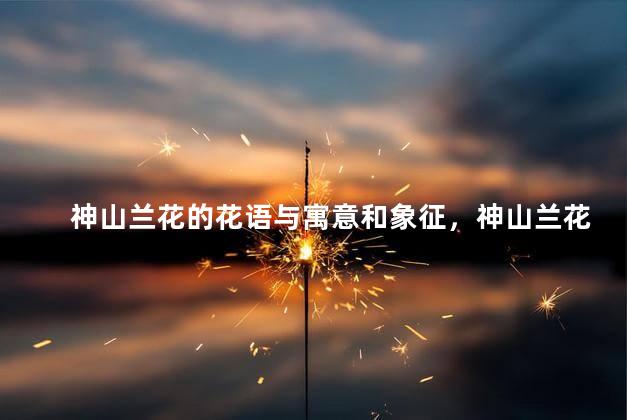 神山兰花的花语与寓意和象征，神山兰花的花语与寓意和象征风水