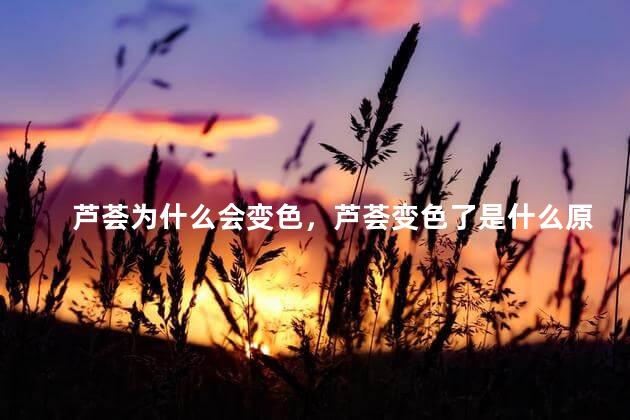 芦荟为什么会变色，芦荟变色了是什么原因