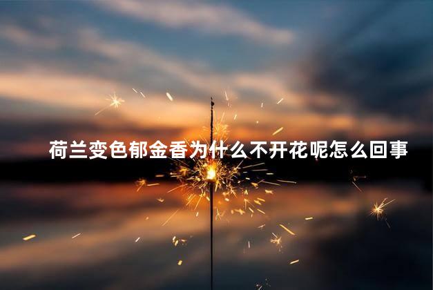 荷兰变色郁金香为什么不开花呢怎么回事儿，郁金香在什么时间开花