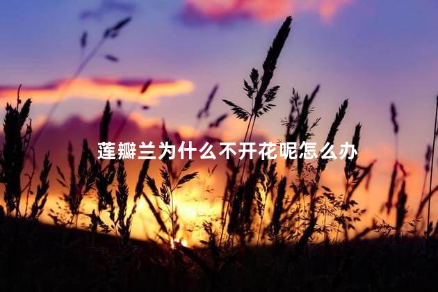 莲瓣兰为什么不开花呢怎么办，莲瓣兰不开花呢怎么处理