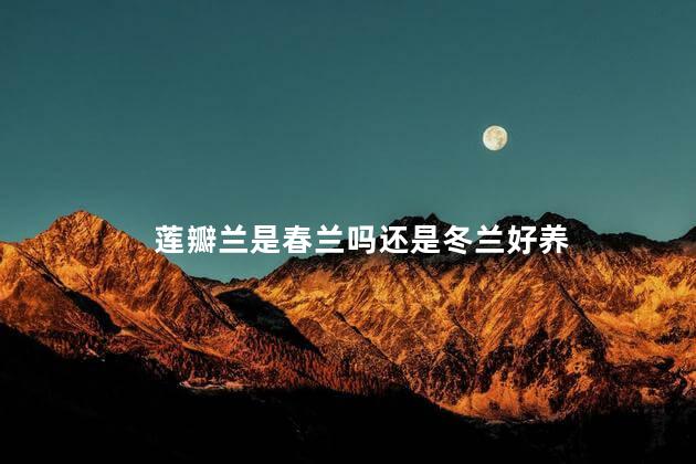 莲瓣兰是春兰吗还是冬兰好养，莲瓣兰是春兰吗还是冬兰好养活