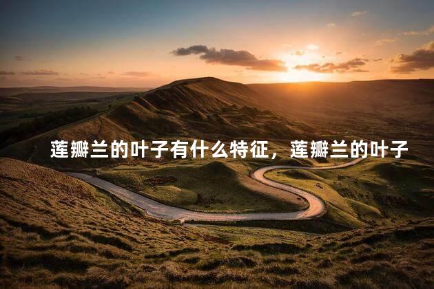 莲瓣兰的叶子有什么特征，莲瓣兰的叶子特征