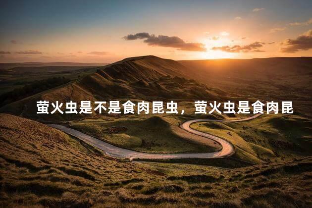 萤火虫是不是食肉昆虫，萤火虫是食肉昆虫吗
