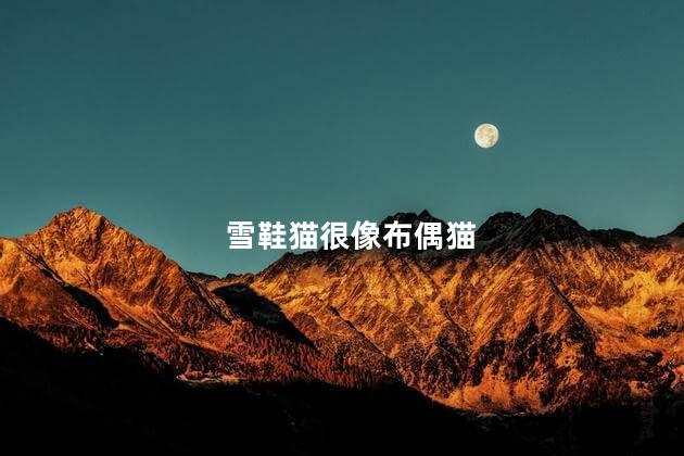 雪鞋猫很像布偶猫，雪鞋猫像布偶猫吗