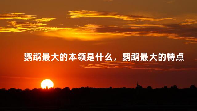鹦鹉最大的本领是什么，鹦鹉最大的特点是什么