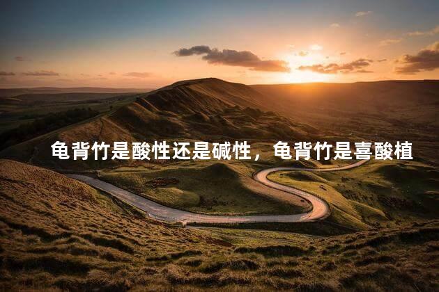 龟背竹是酸性还是碱性，龟背竹是喜酸植物吗