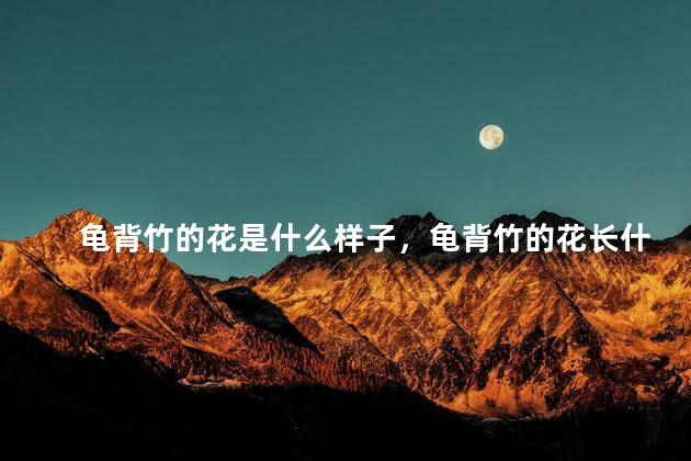 龟背竹的花是什么样子，龟背竹的花长什么样